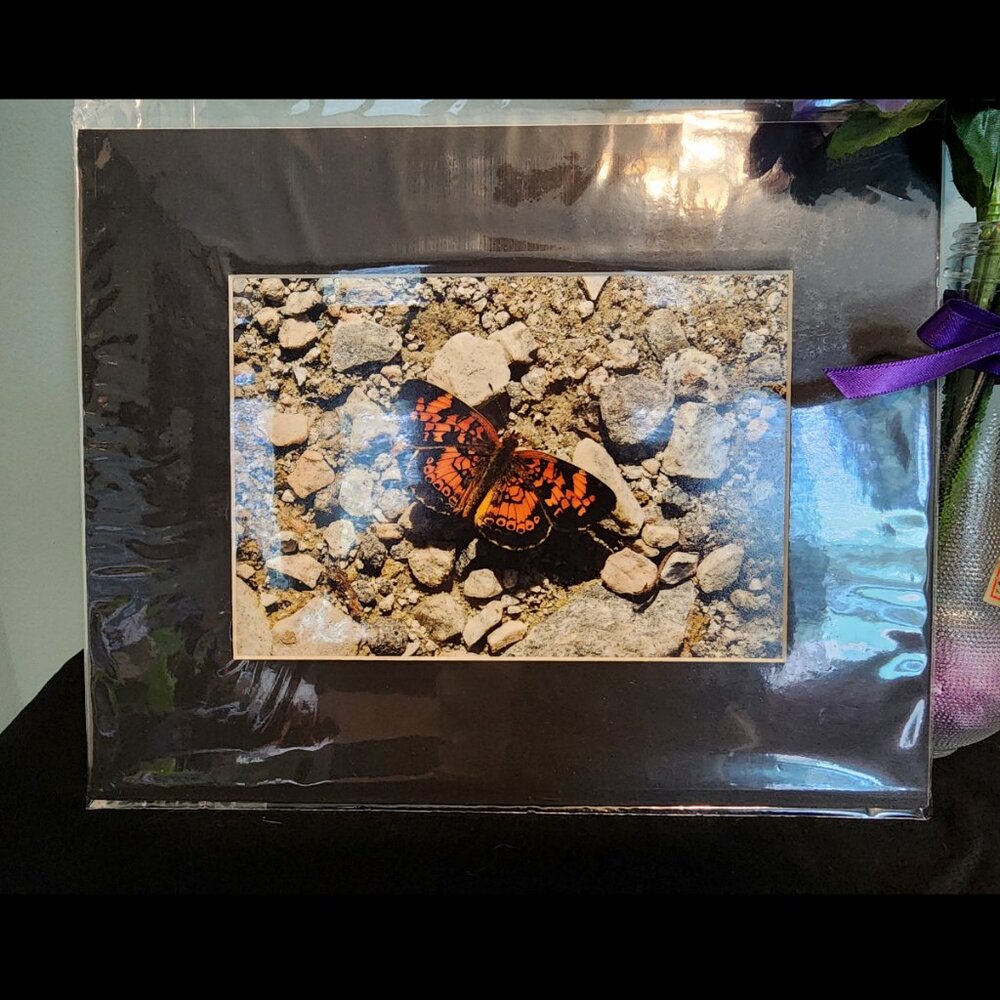 2/$13 Pearl Crescent Butterfly Photography Print with Black Matte Frame - 8x10